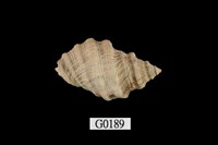 藏品(蚵岩螺)的圖片